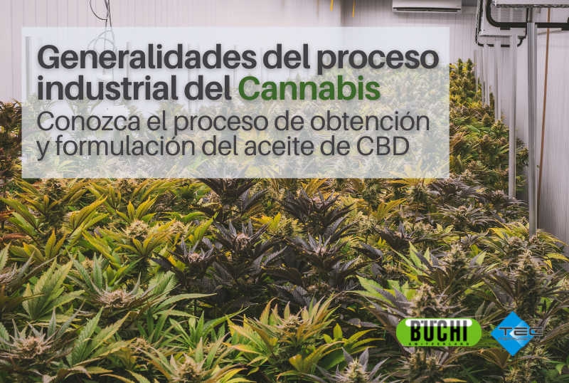 Generalidades del proceso industrial del Cannabis